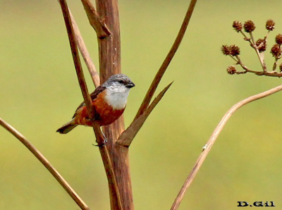 CAPUCHINO PECHO BLANCO (Sporophila palustris) - Puntas Del Tigre-SAN JOSÉ (Enero 2013)